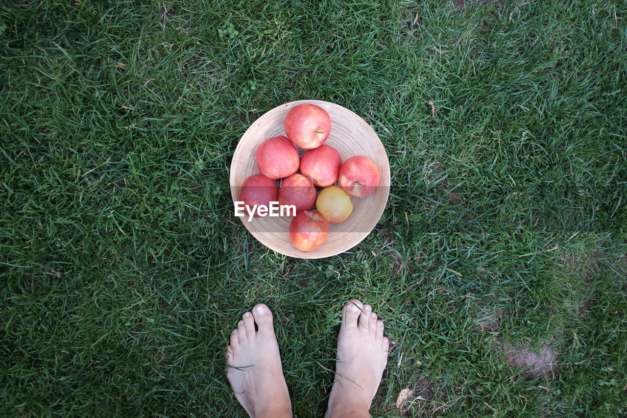 Low section of person standing by fresh apples in plate on grass at back yard