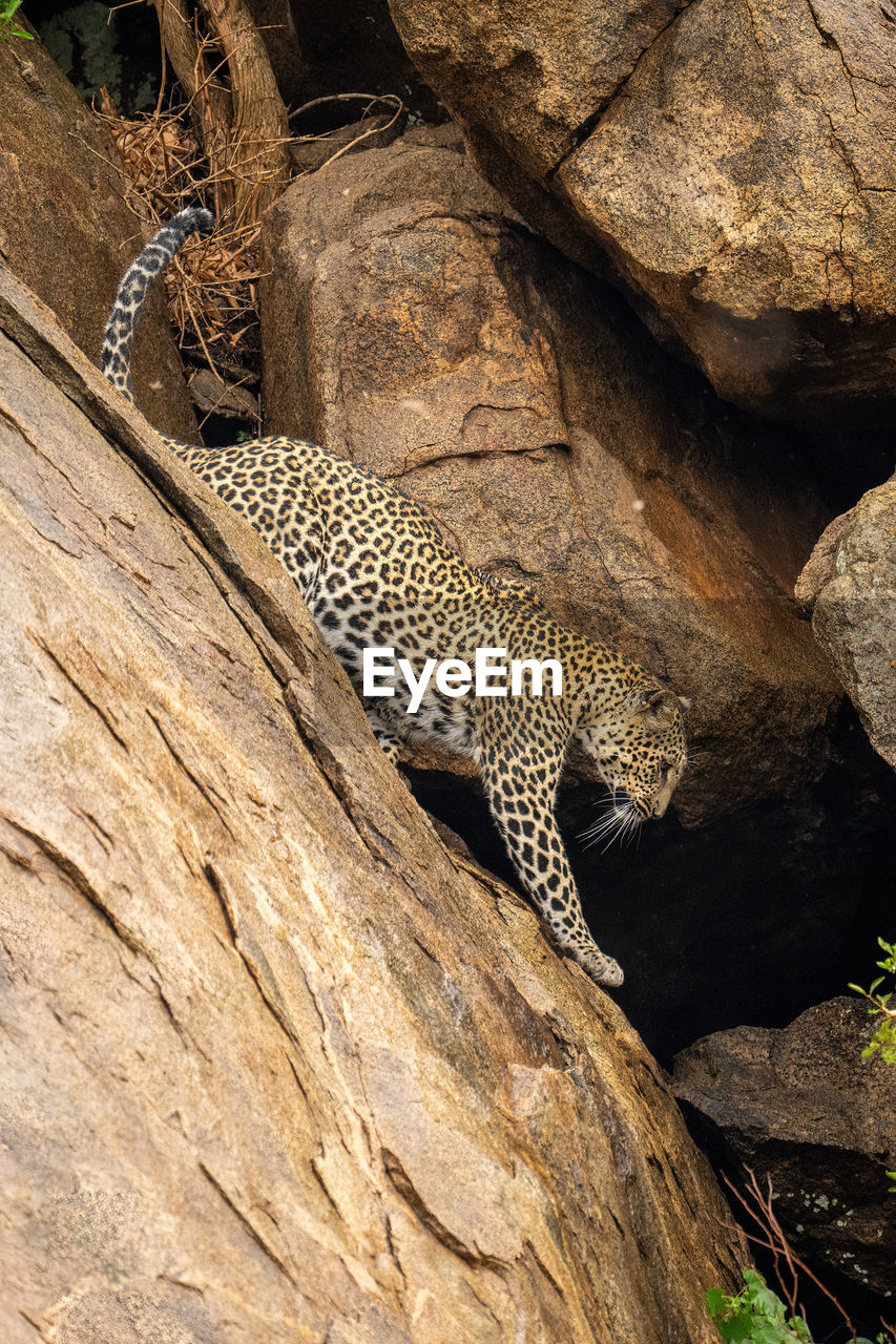 Leopard climbs down steep rock lifting paw