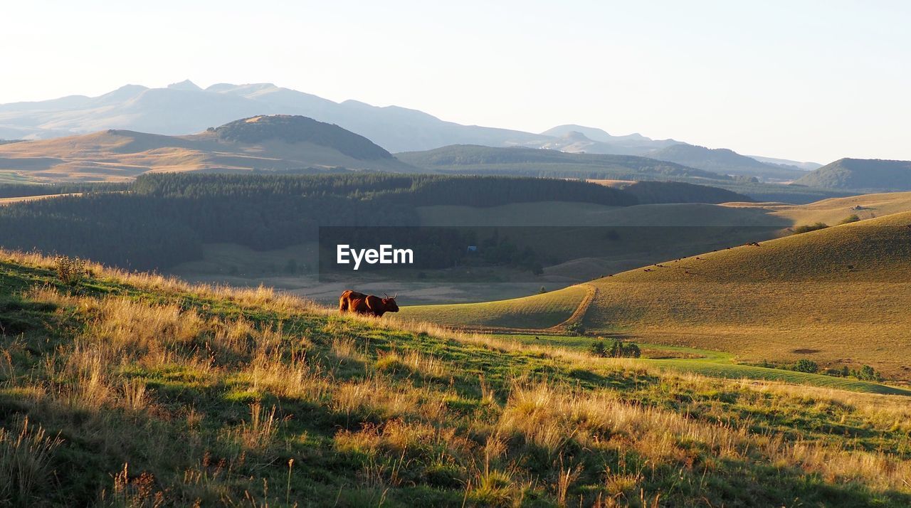 Cow standing on hill against mountains