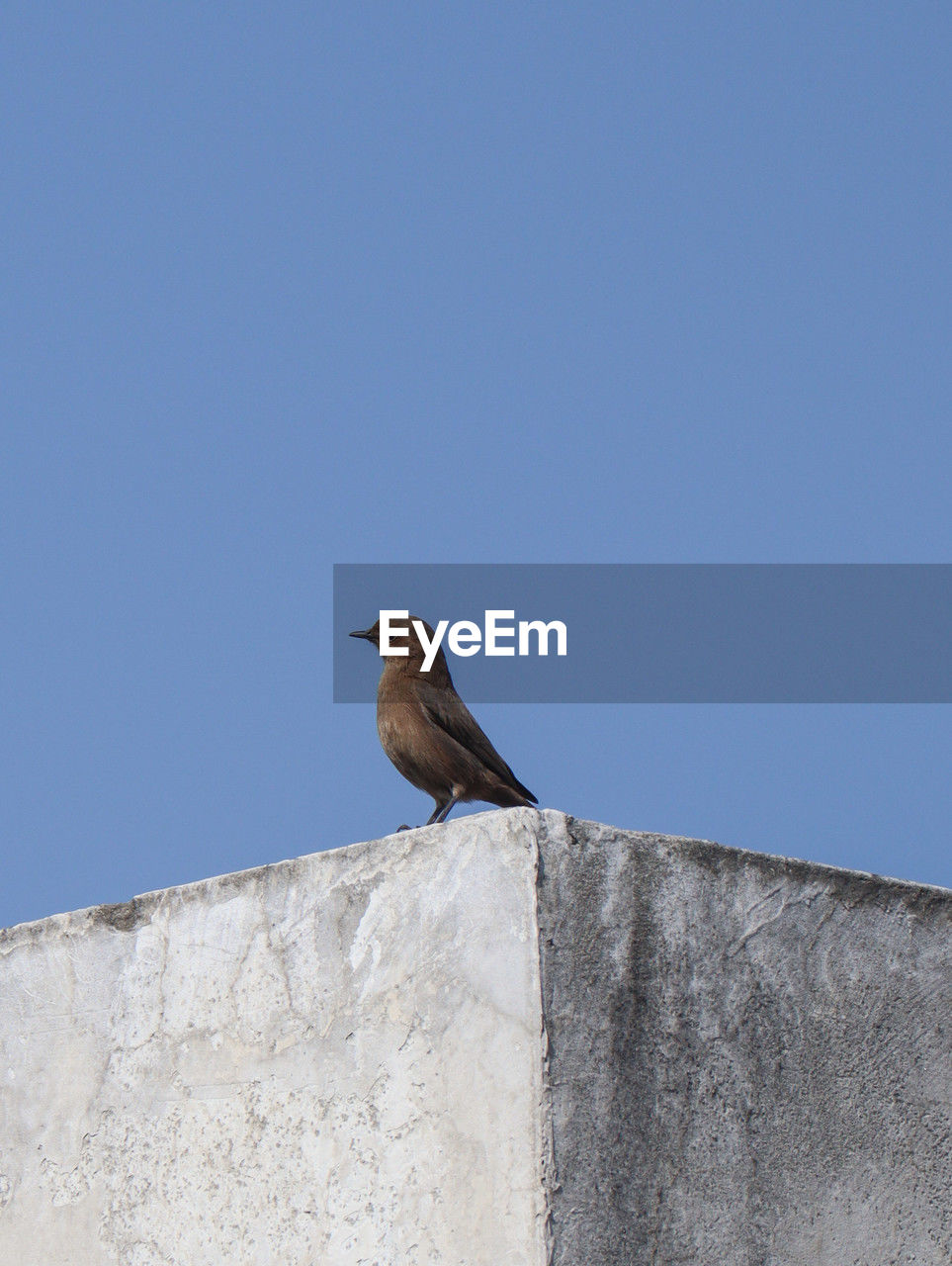 low angle view of bird perching against clear blue sky