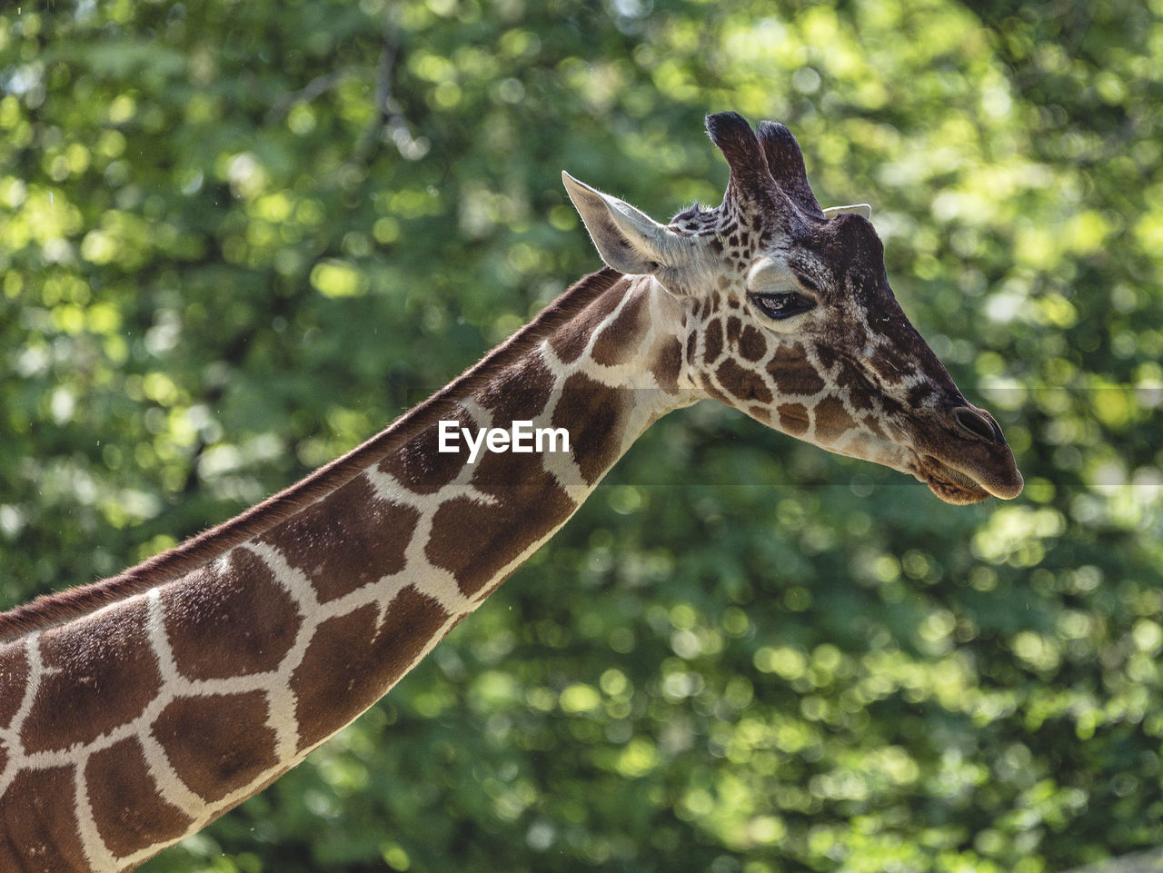 Close-up of giraffe 