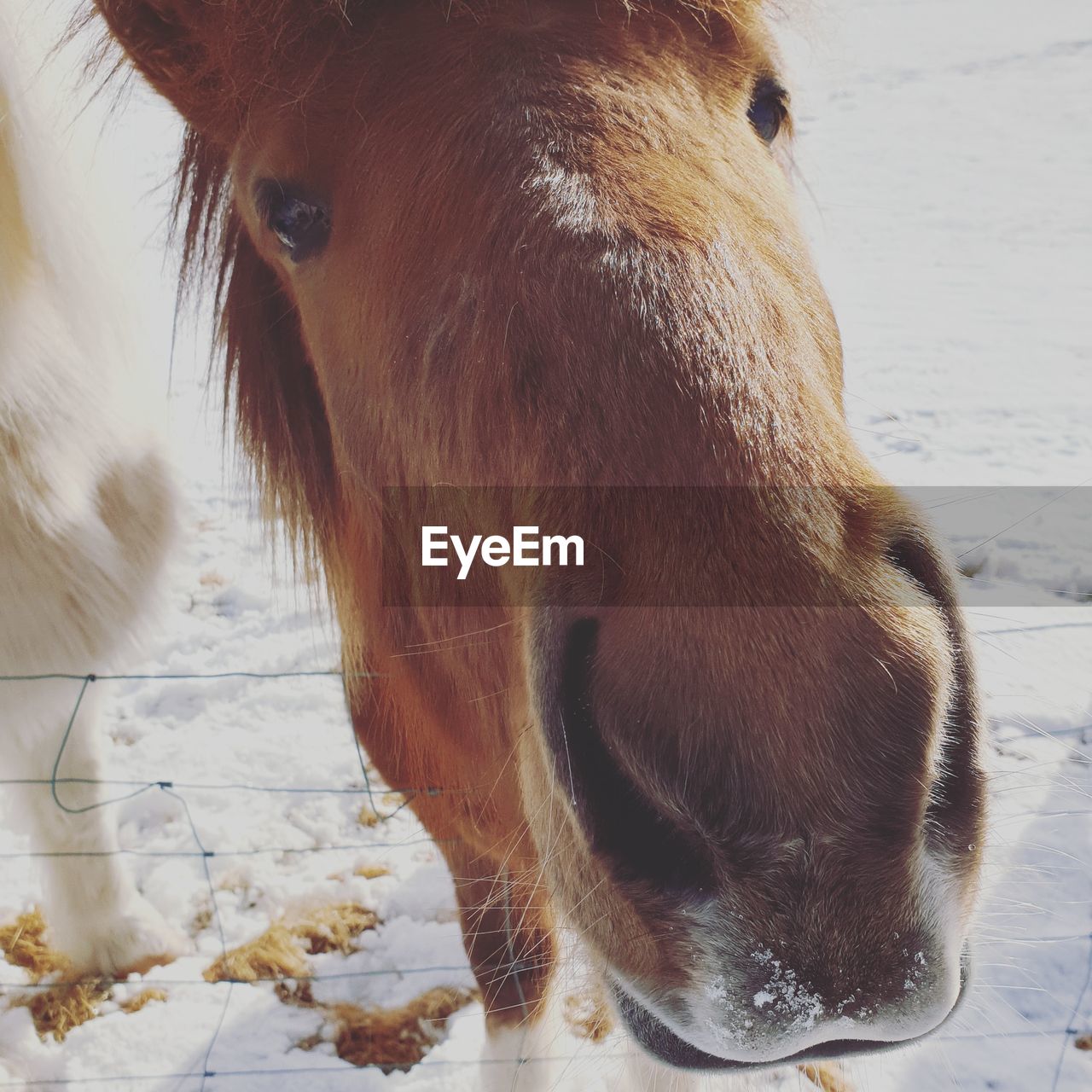 CLOSE-UP OF HORSE IN SNOW