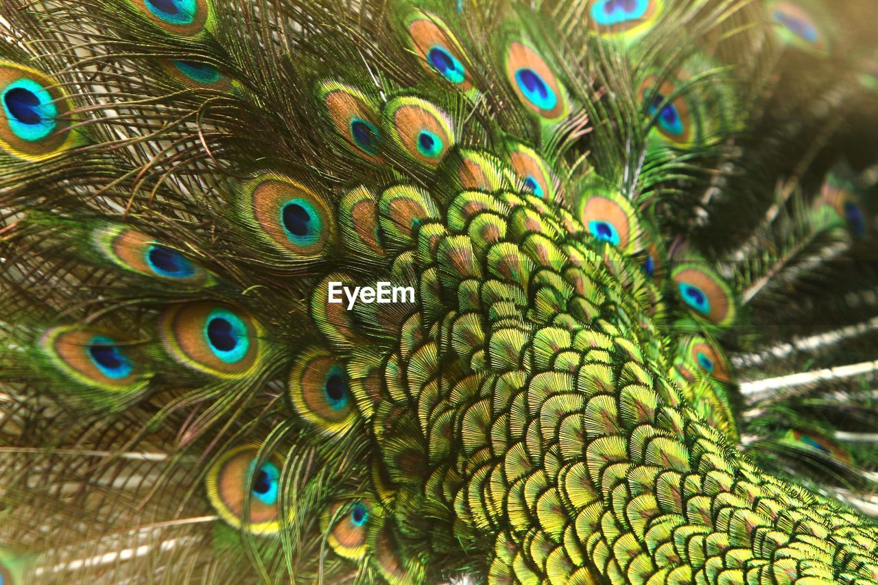 Full frame shot of peacock