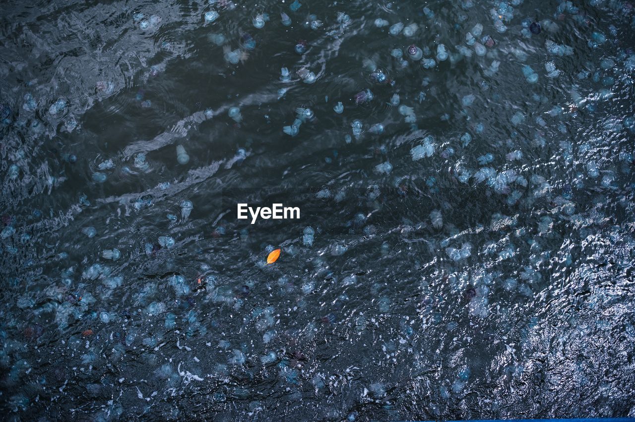 HIGH ANGLE VIEW OF JELLYFISH SWIMMING ON WATER