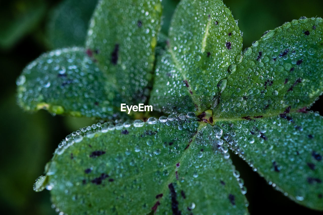 Close-up of raindrops on leaves