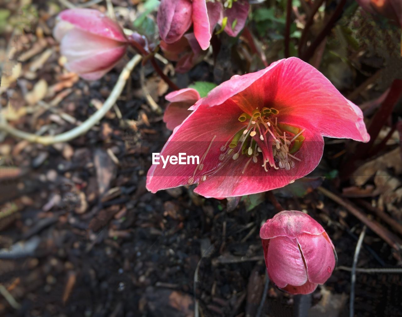 Close-up of pink flower