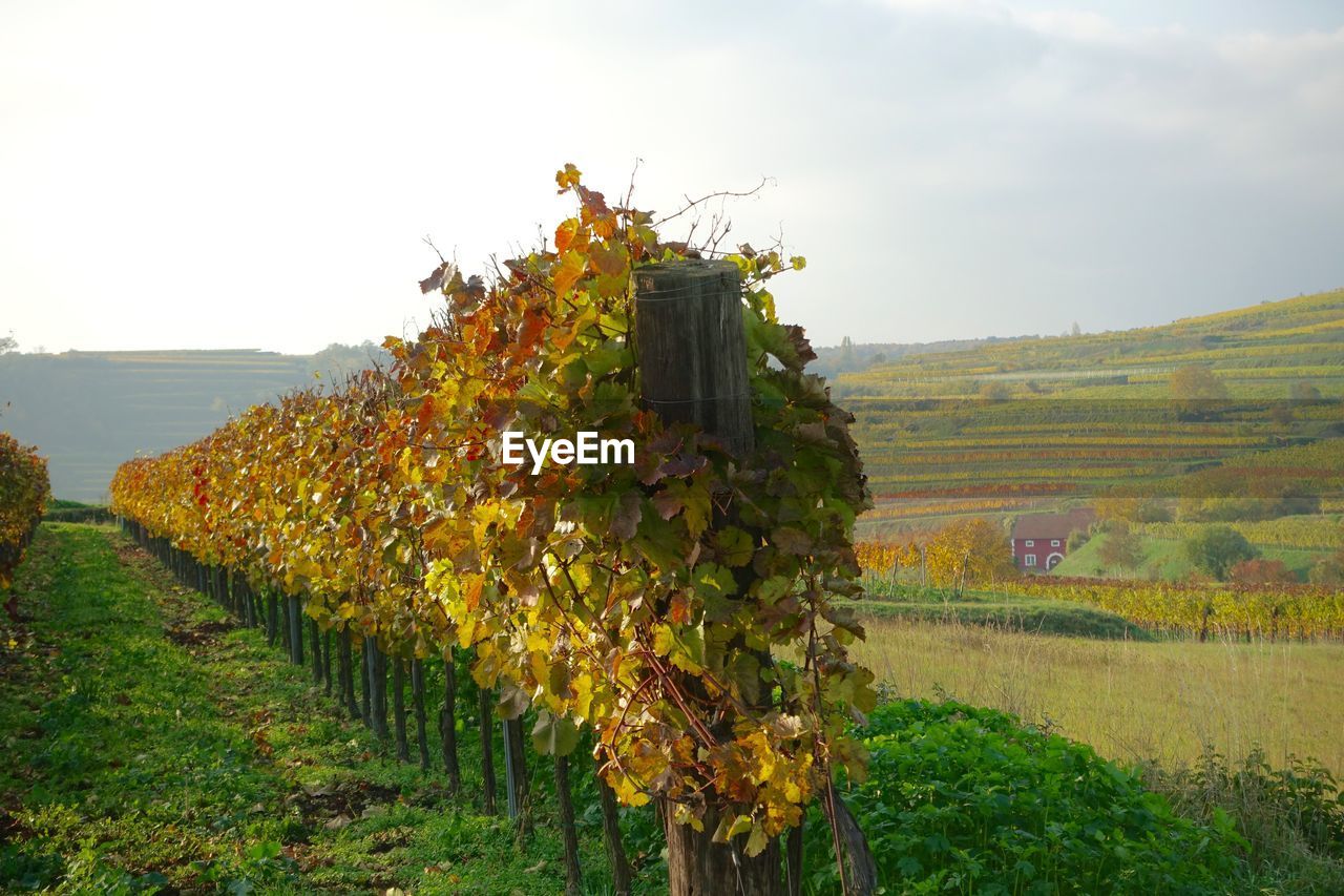 Scenic view of vineyard against sky during autumn