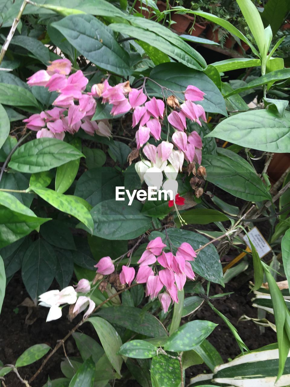 CLOSE-UP OF PINK FLOWERS IN PARK