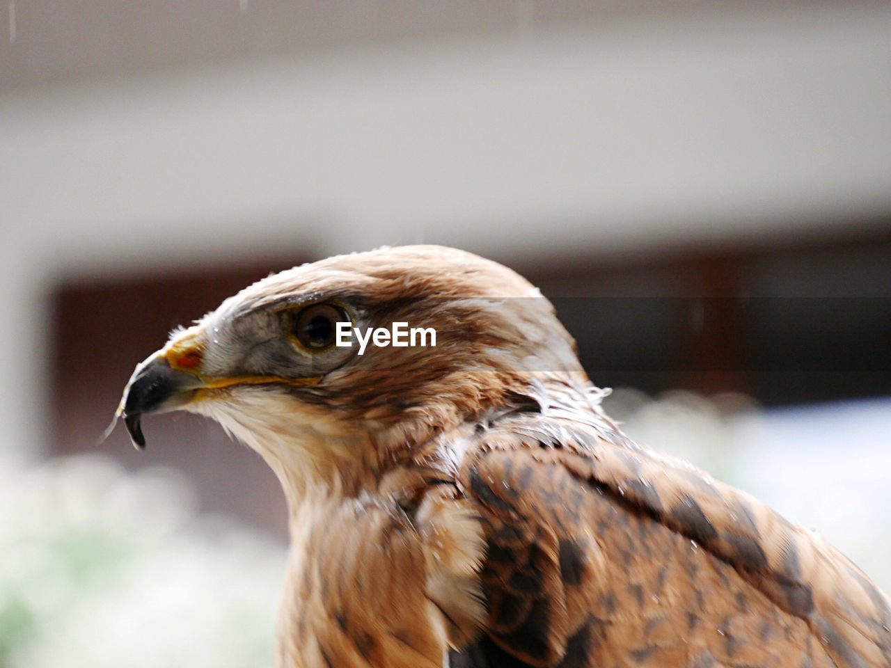 CLOSE-UP OF EAGLE AGAINST BLURRED BACKGROUND