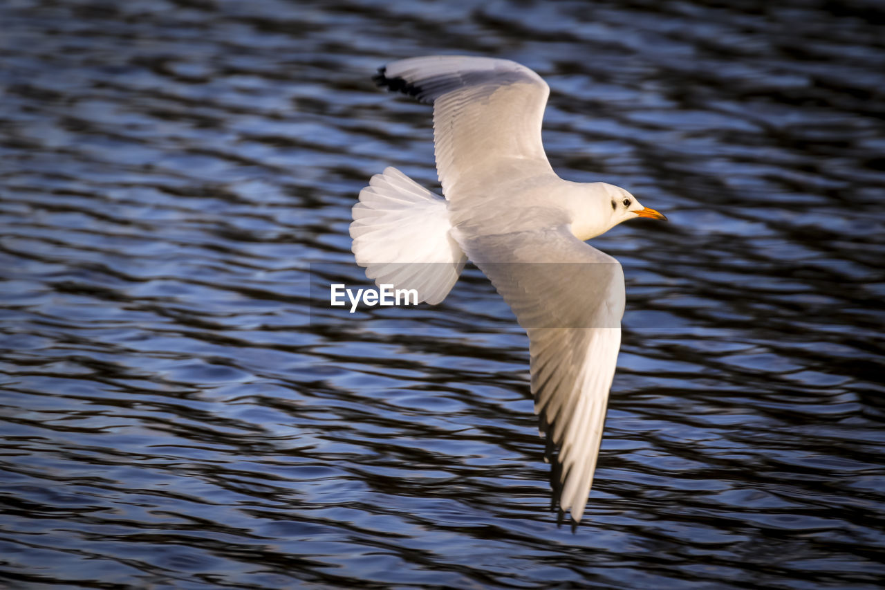 CLOSE-UP OF BIRD FLYING AGAINST LAKE