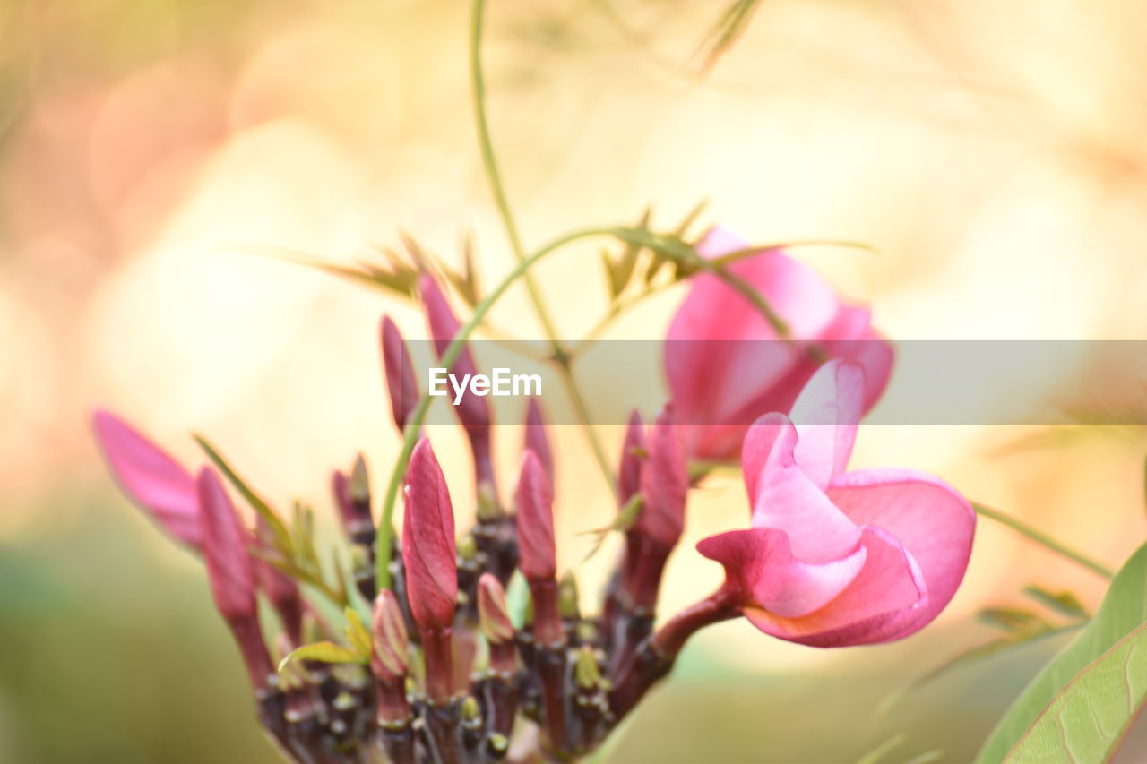 Close-up of pink flowers blooming outdoors