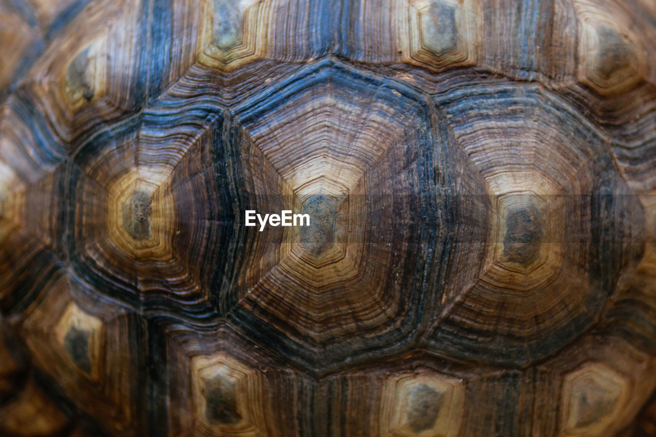 Full frame shot of tortoise shell