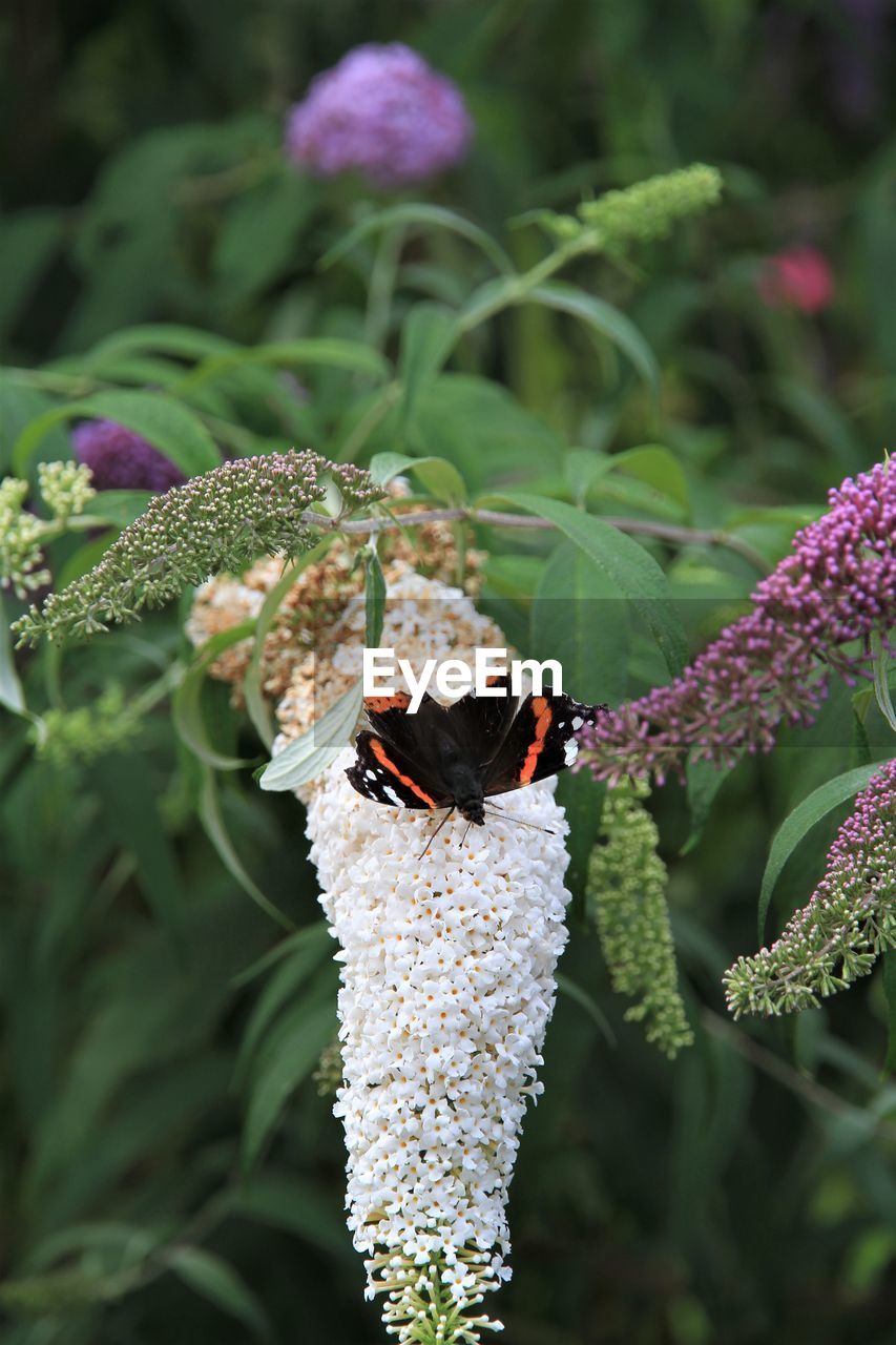 CLOSE-UP OF BUTTERFLY ON FLOWER