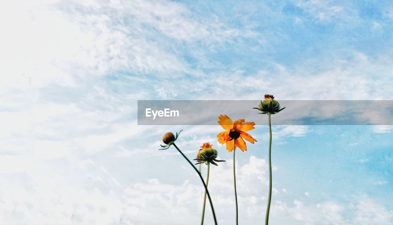 CLOSE-UP OF FLOWERING PLANT AGAINST CLOUDY SKY