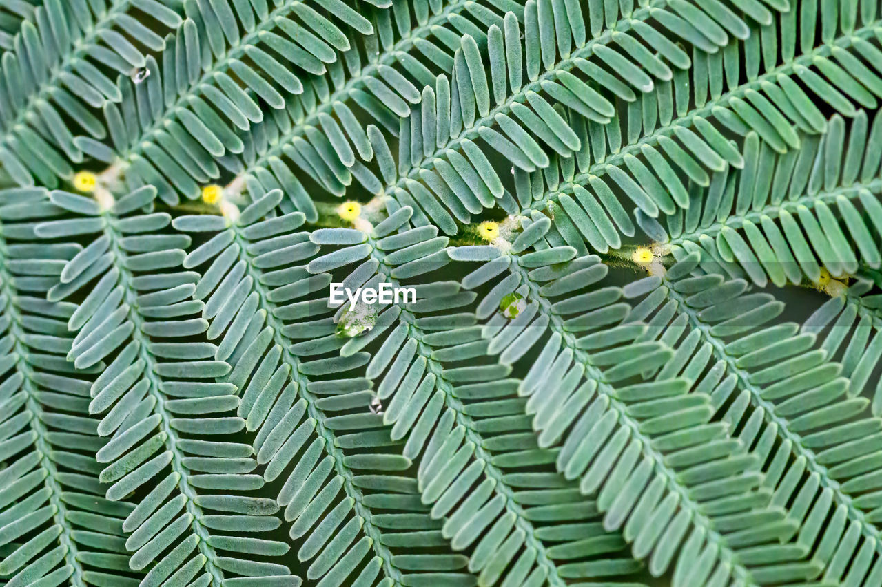 green, leaf, full frame, backgrounds, pattern, no people, plant part, line, branch, close-up, day, outdoor structure, grass, textured, repetition, nature, circle, plant, outdoors, net