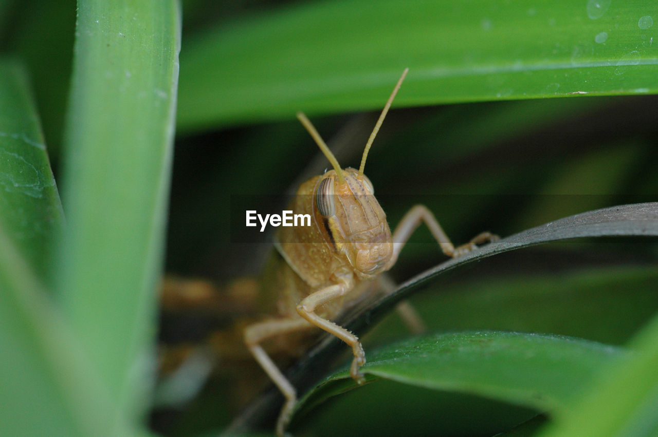 Close-up of insect on plant