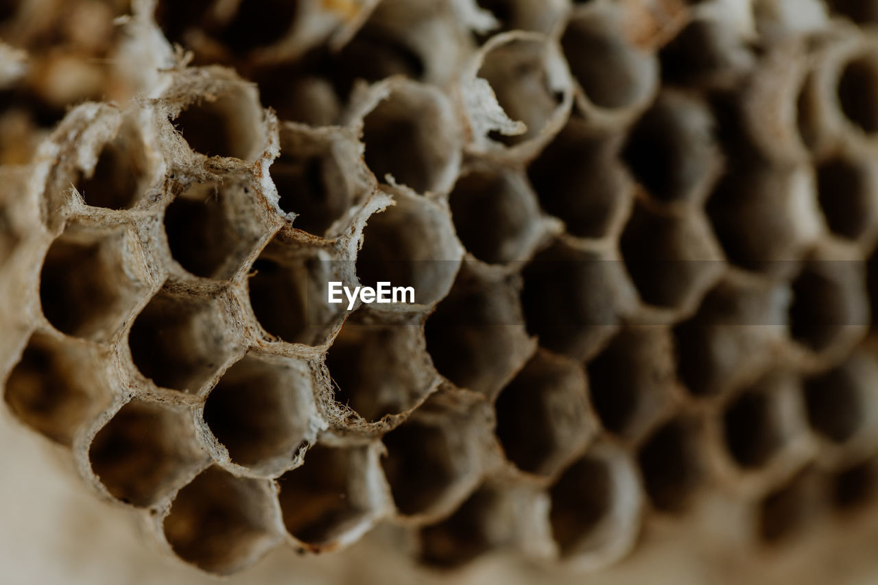 beehive, honeycomb, close-up, apiculture, pattern, hexagon, insect, pollen, no people, honey bee, animal, bee, wasp, nature, dry, macro photography