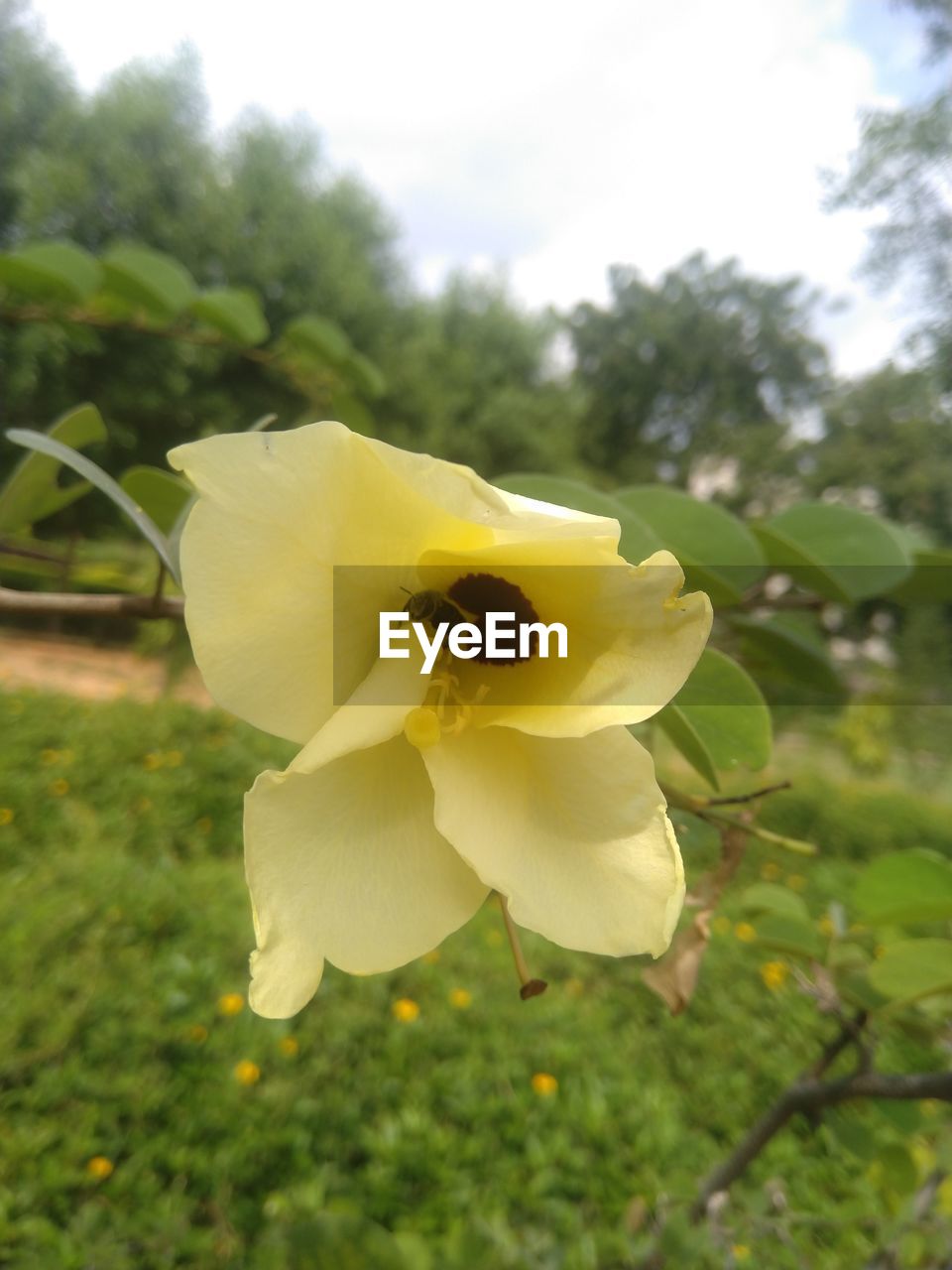 CLOSE-UP OF WHITE ROSE FLOWER