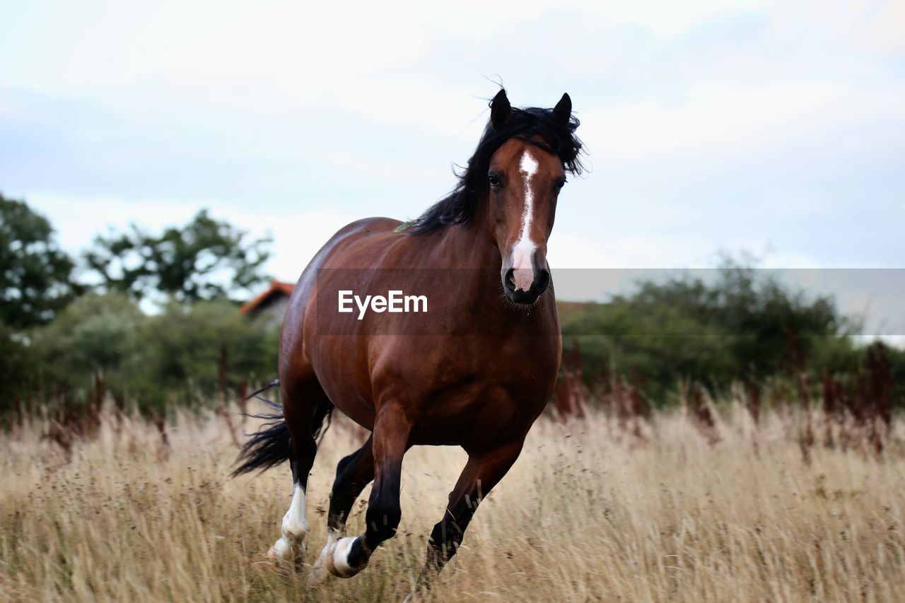 horse standing on field against sky