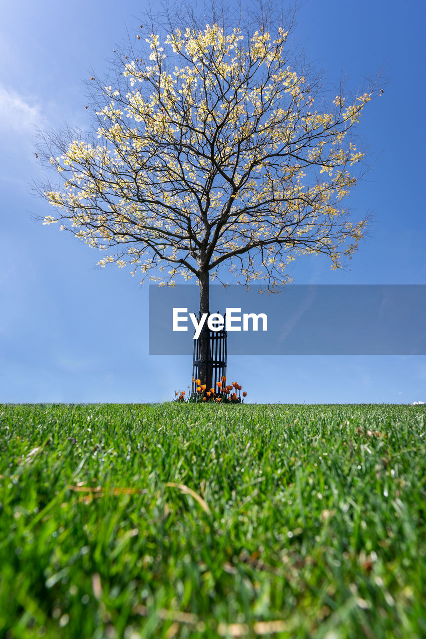 Isolated blooming tree with blue sky background, shot in kelowna, british columbia, canada