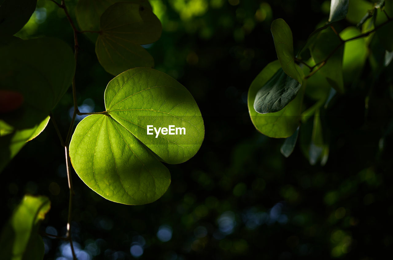 The green leaves of a tropical tree with sunlight