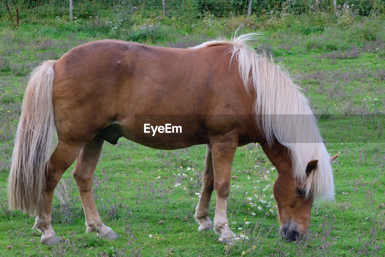 HORSE GRAZING IN FIELD