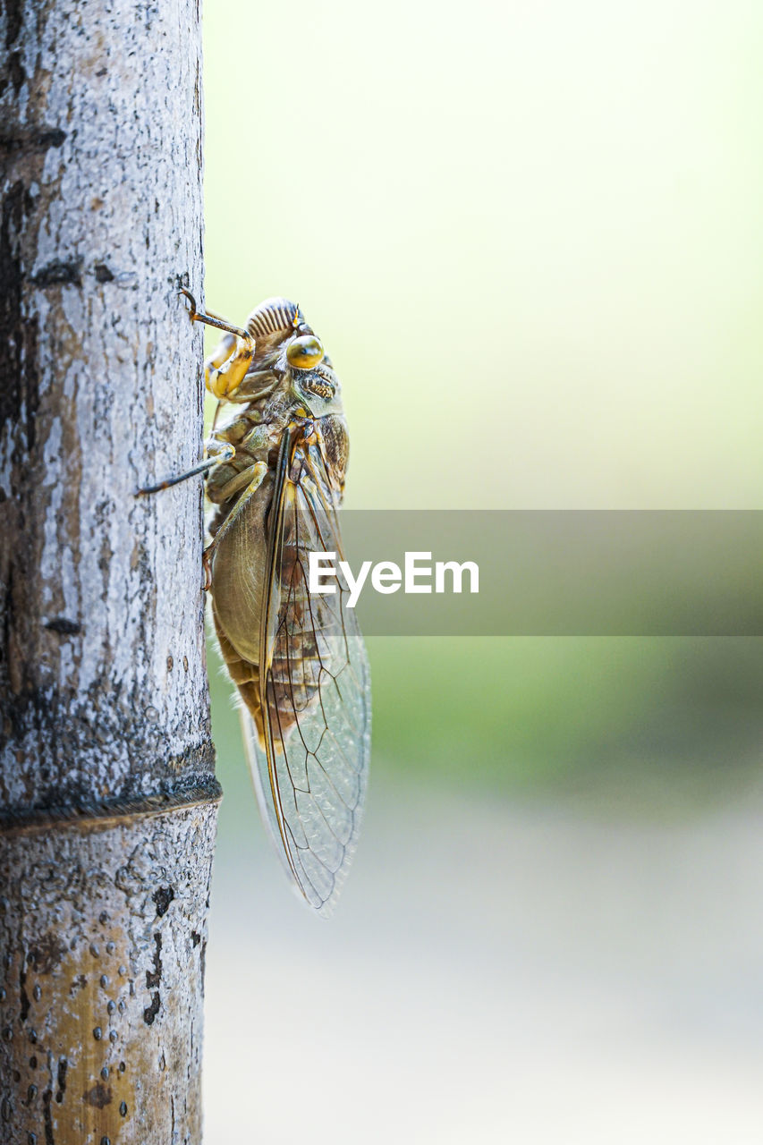 CLOSE-UP OF FLY ON TREE TRUNK AGAINST SKY