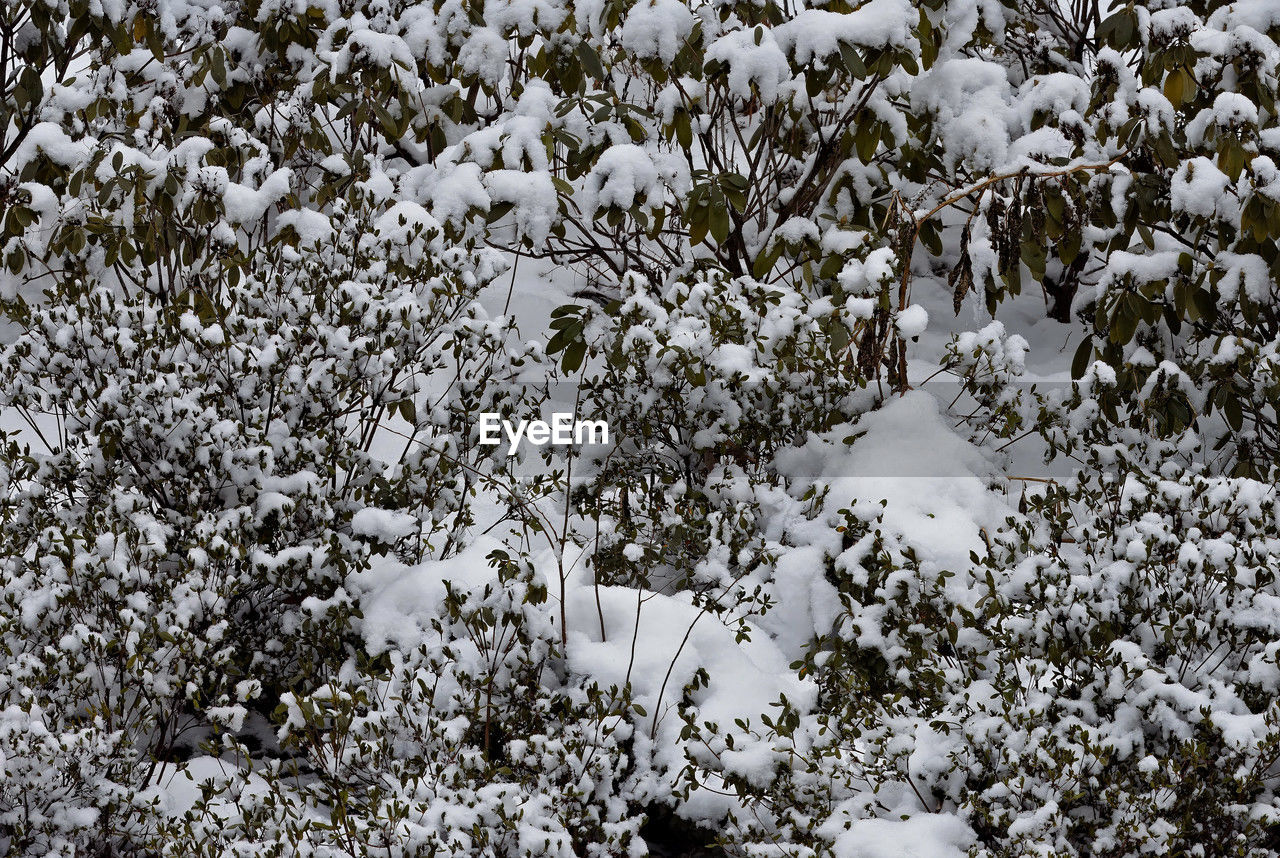 snow, winter, cold temperature, freezing, white, nature, plant, beauty in nature, no people, day, branch, land, high angle view, frost, frozen, covering, flower, tree, field, outdoors, tranquility, leaf, environment, rain and snow mixed, scenics - nature, growth