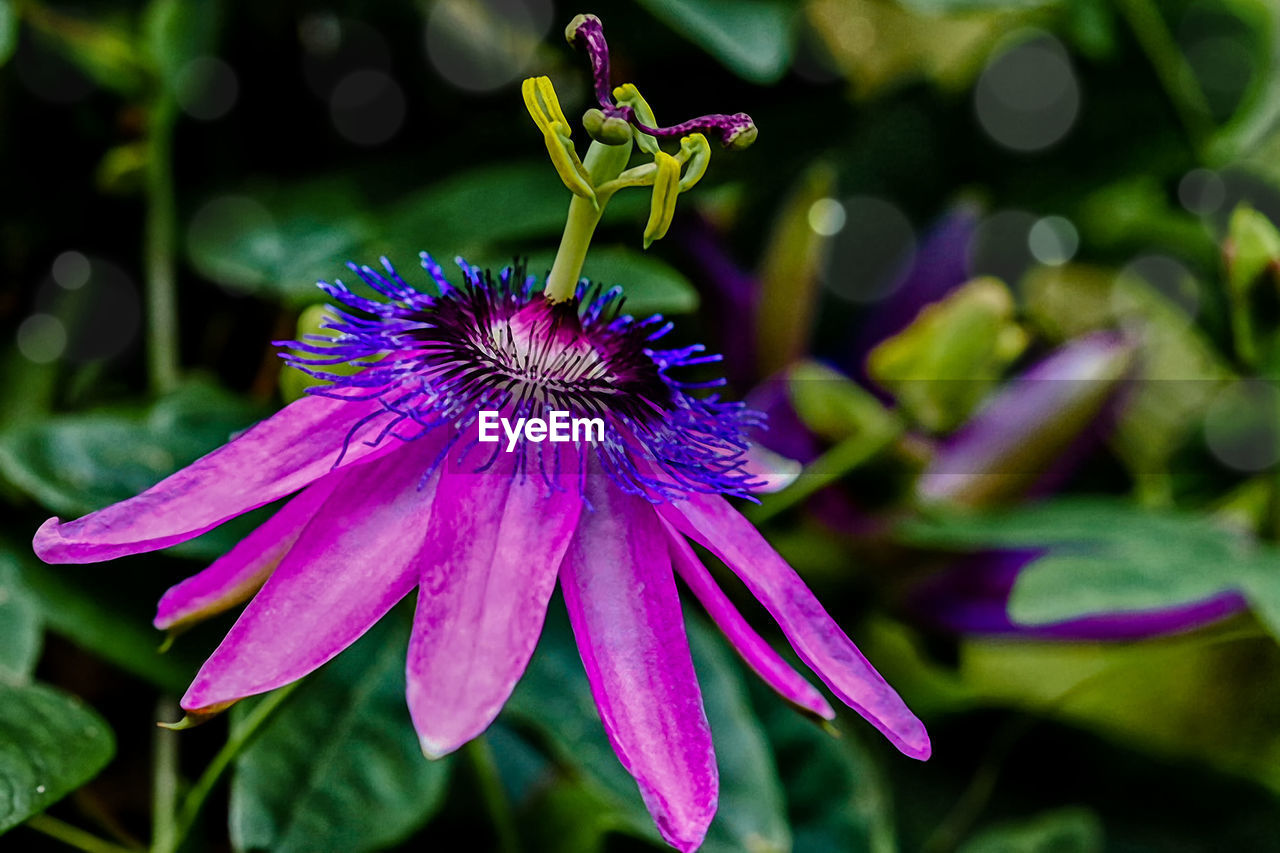 Close-up of purple flower in park