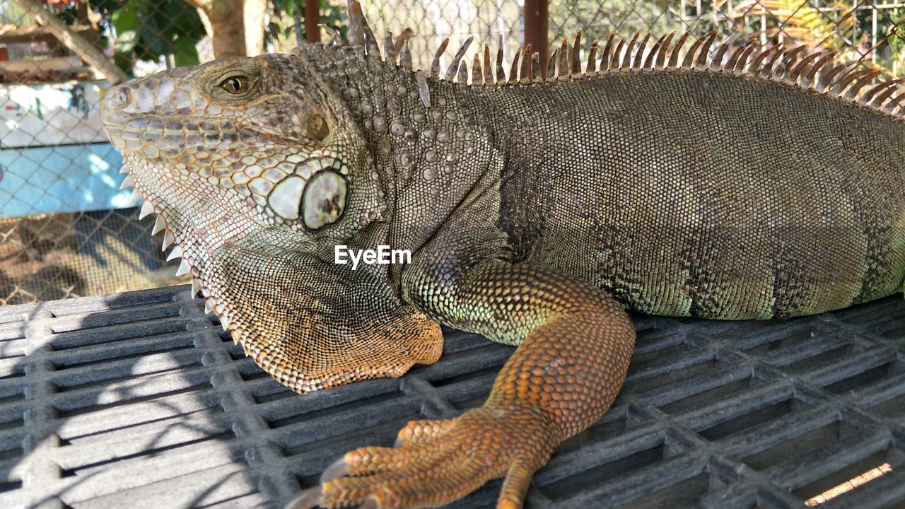 SIDE VIEW OF A LIZARD