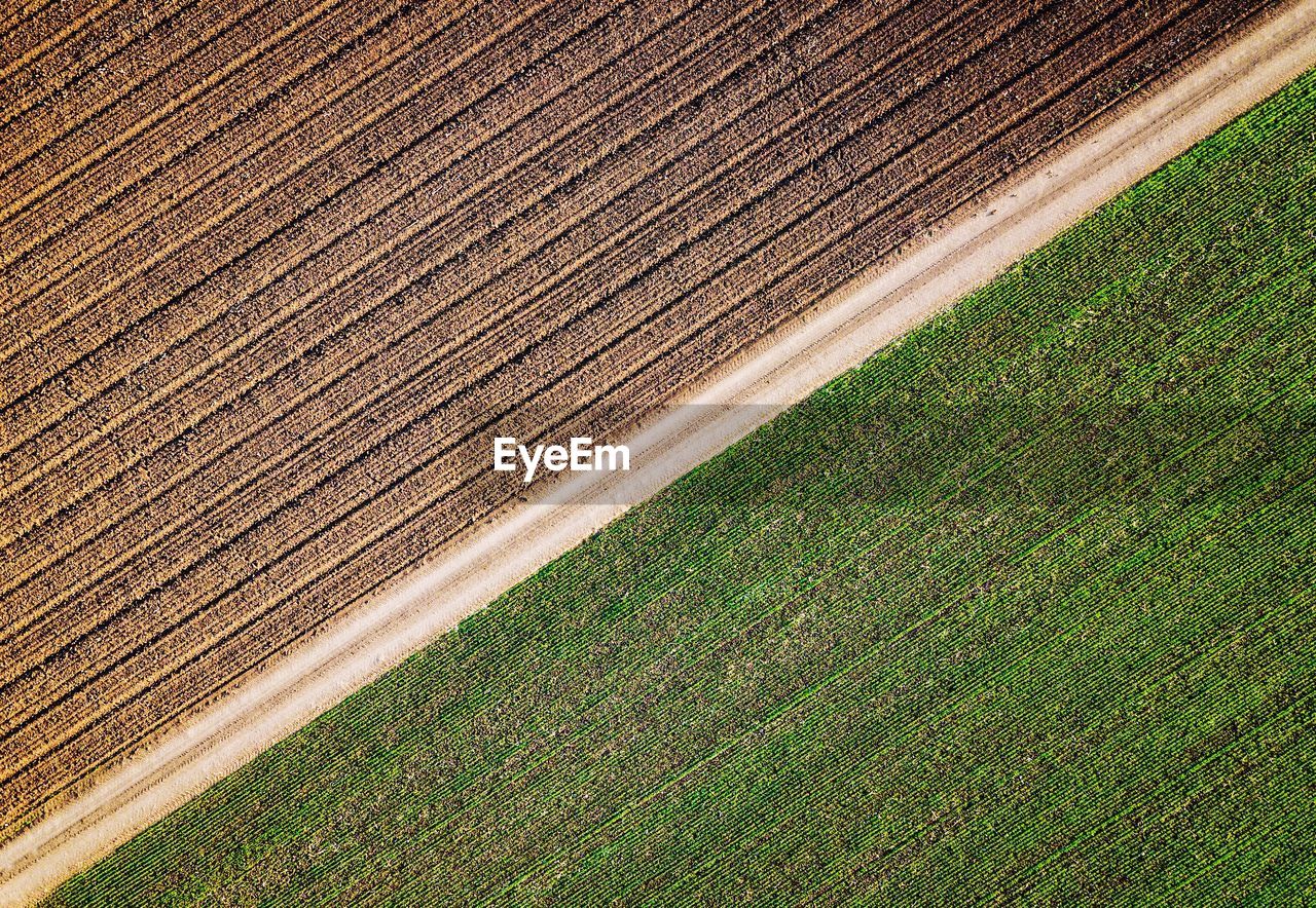 FULL FRAME SHOT OF RICE FIELD