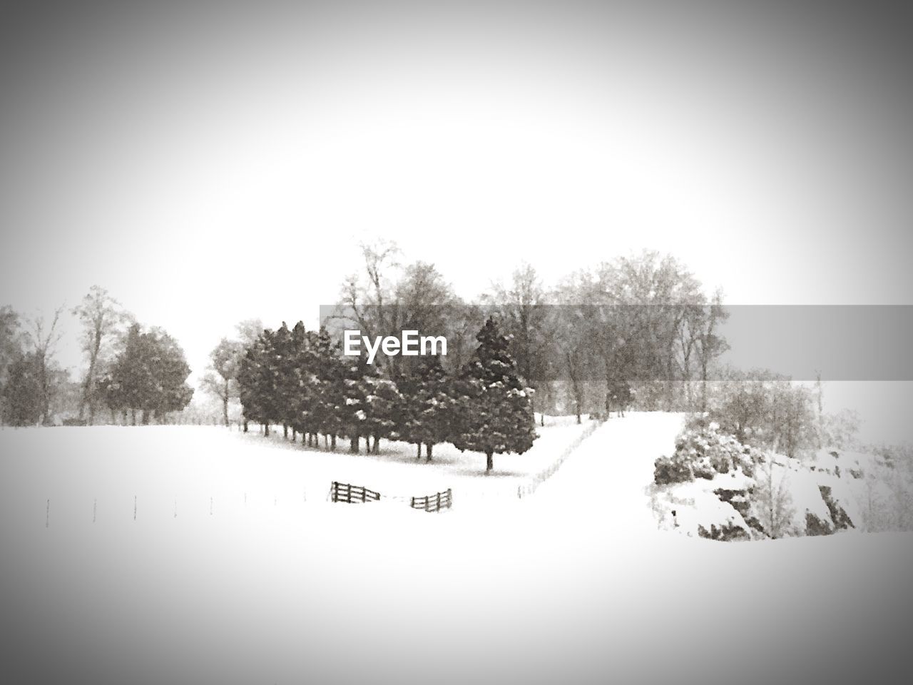 TREES ON SNOW COVERED LANDSCAPE