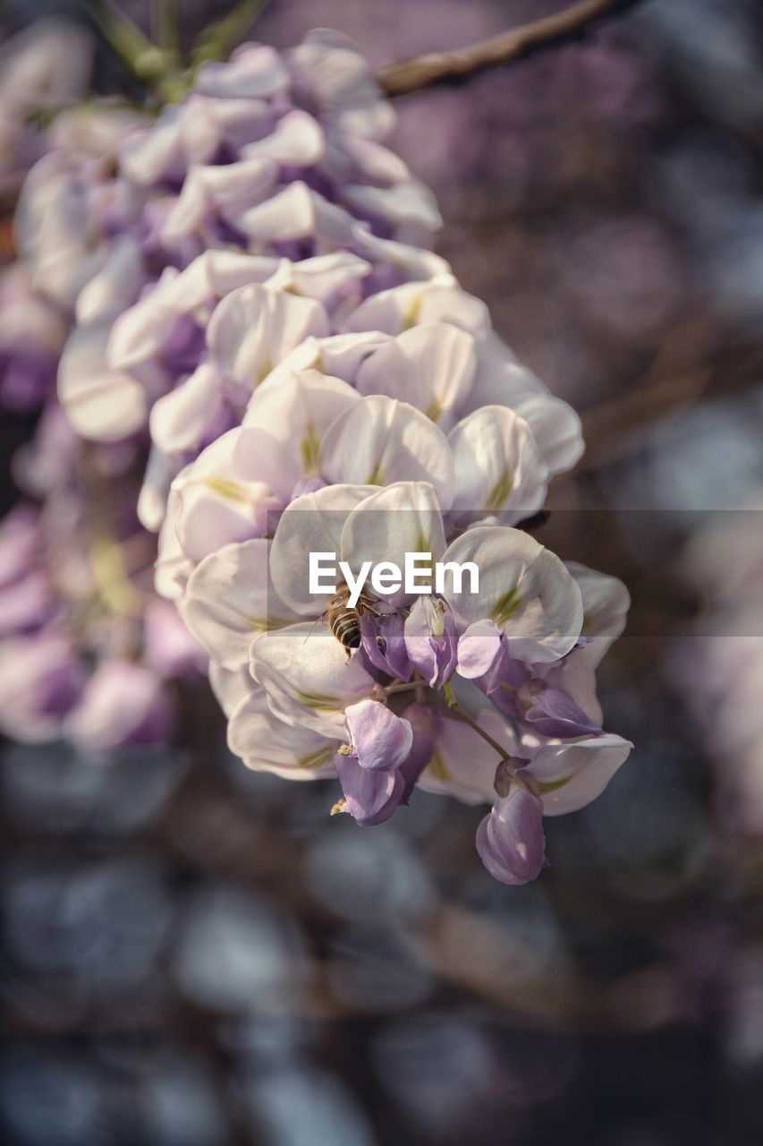 CLOSE-UP OF FLOWERS BLOOMING