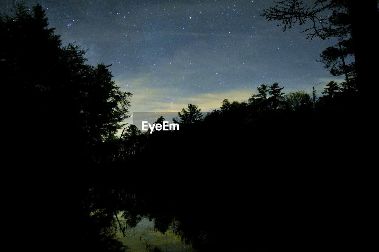 VIEW OF TREES AT NIGHT