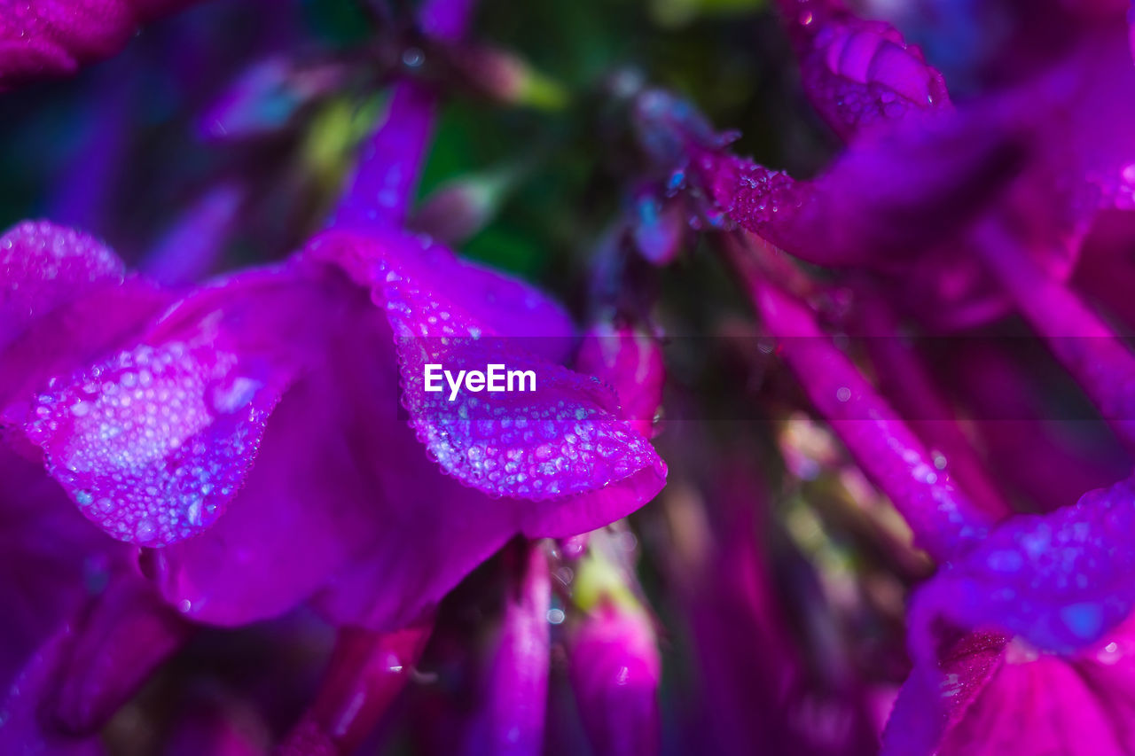 CLOSE-UP OF PINK ROSE PLANT