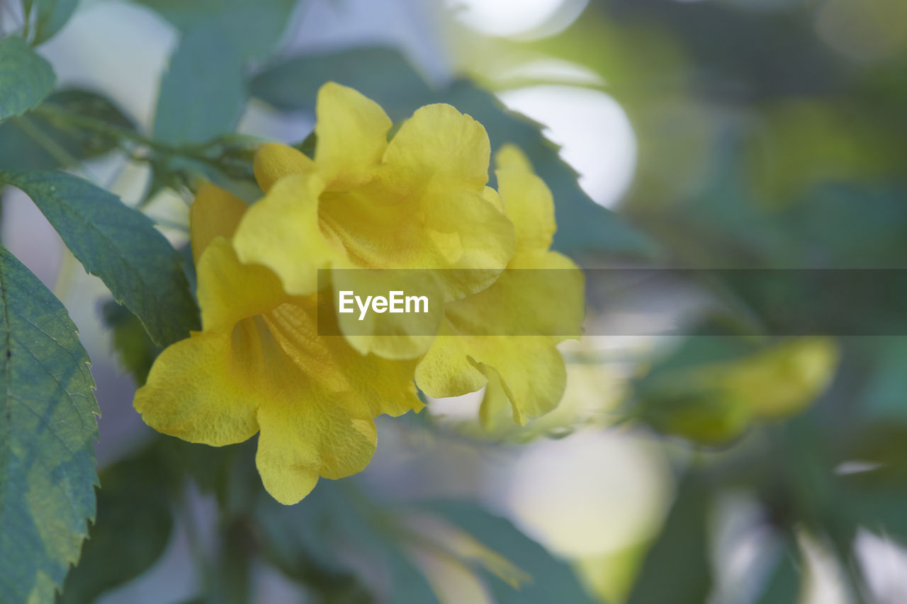 CLOSE-UP OF YELLOW FLOWERING PLANTS