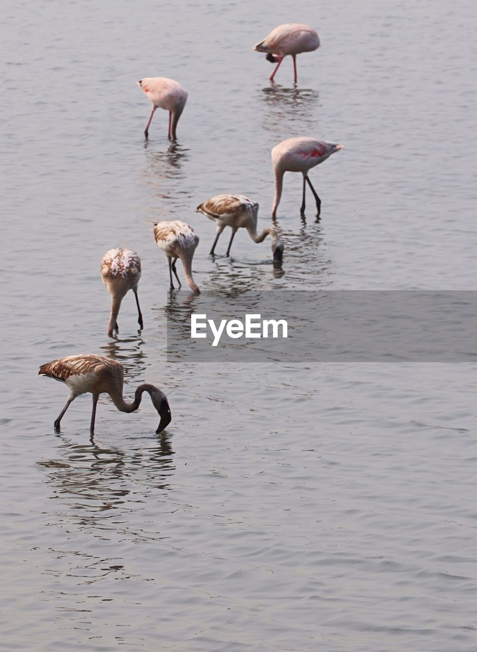 animal wildlife, animal themes, animal, wildlife, bird, water, group of animals, flamingo, nature, lake, water bird, no people, beauty in nature, reflection, large group of animals, wading, pink, day, outdoors, travel destinations, full length