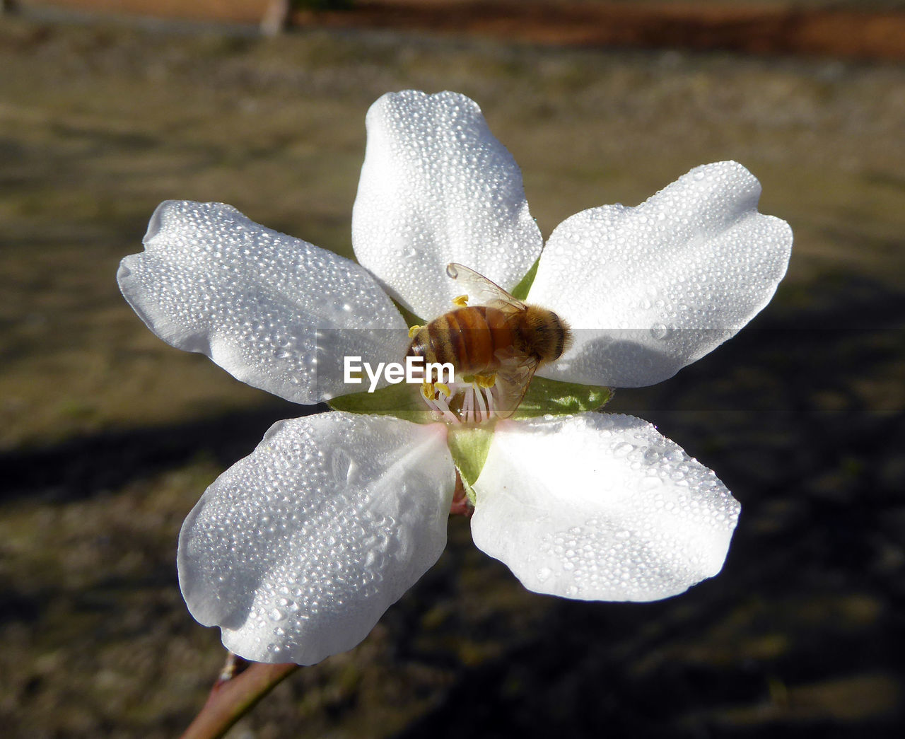 CLOSE-UP OF FLOWER BLOOMING IN WATER
