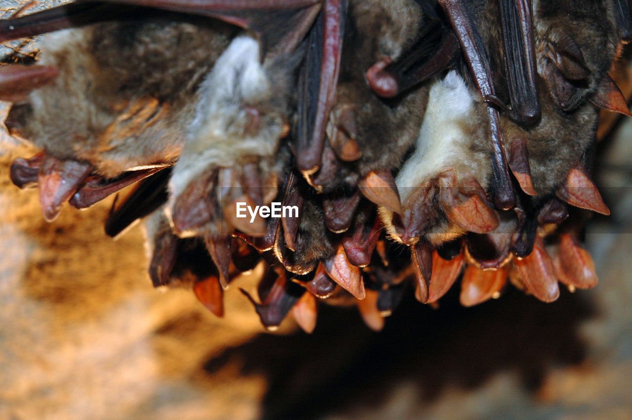 Colony of hanging bats in a cave. these flying mammals are using echolocation to navigate