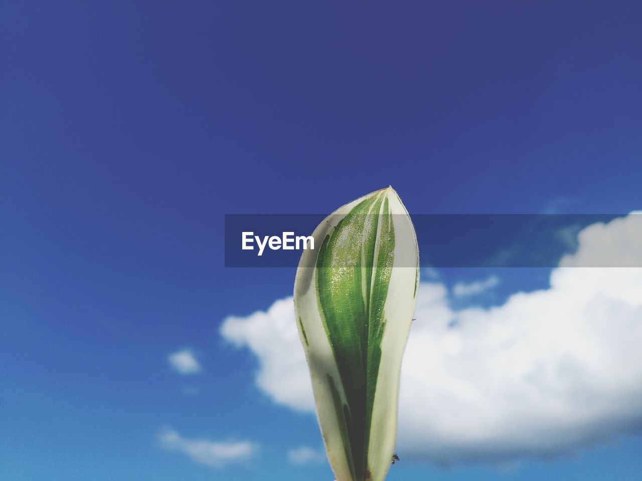 Low angle view of flowering plant against blue sky