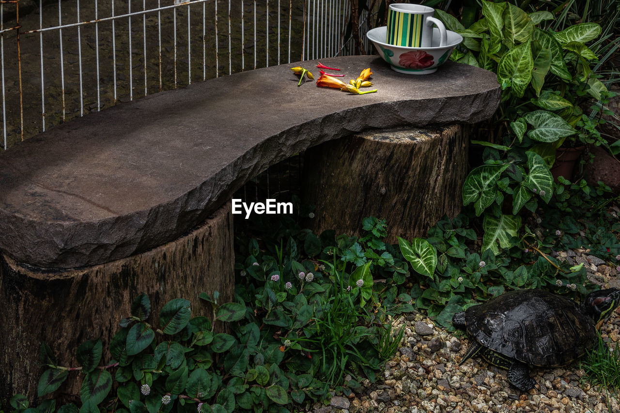 VIEW OF CAT ON WOODEN TREE STUMP