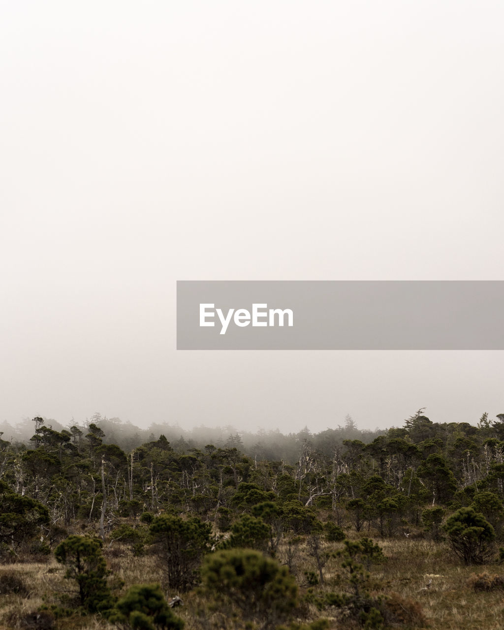 SCENIC VIEW OF TREES AGAINST SKY