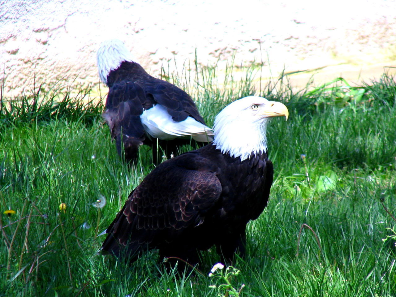 Bald eagles on grassy field