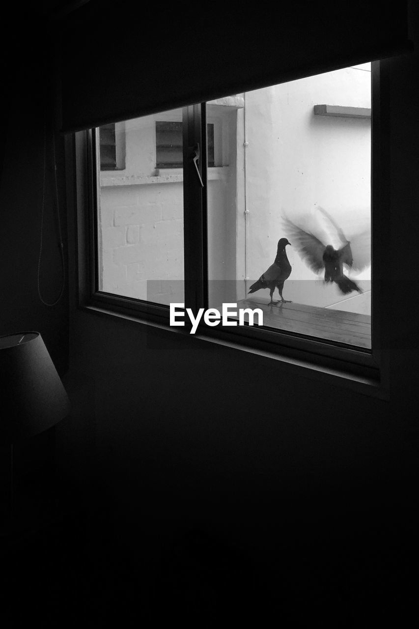 Birds perching on window sill seen through glass
