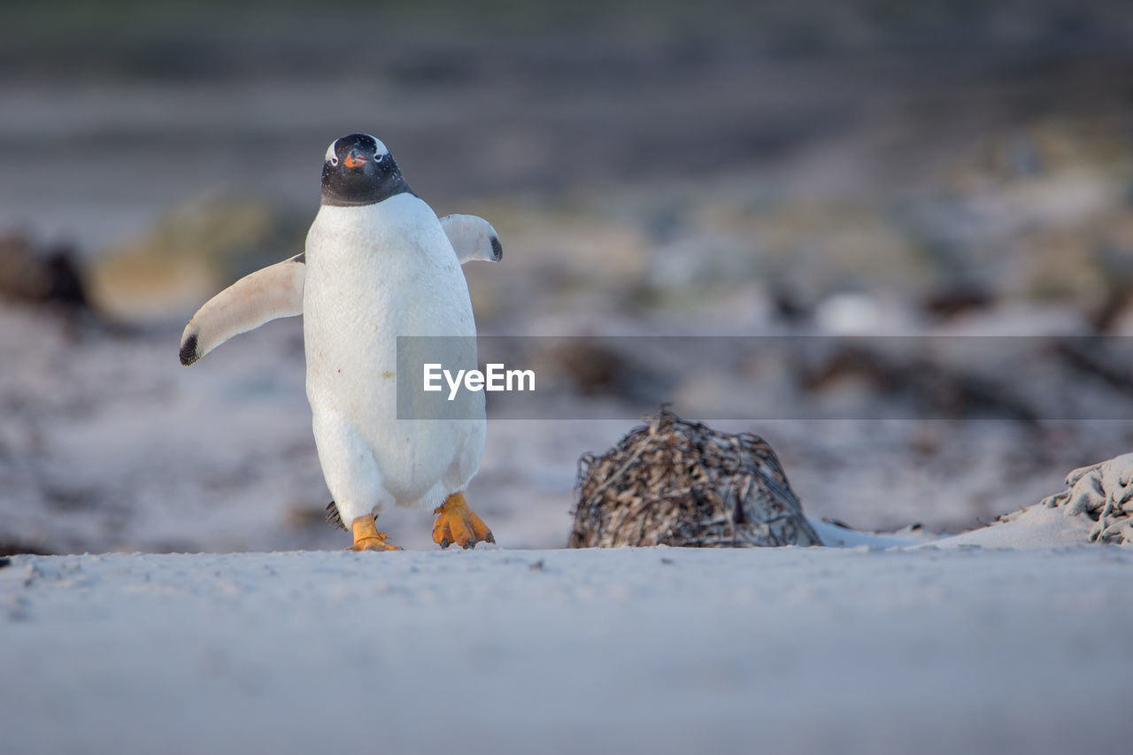 Close-up of penguin perching on beach