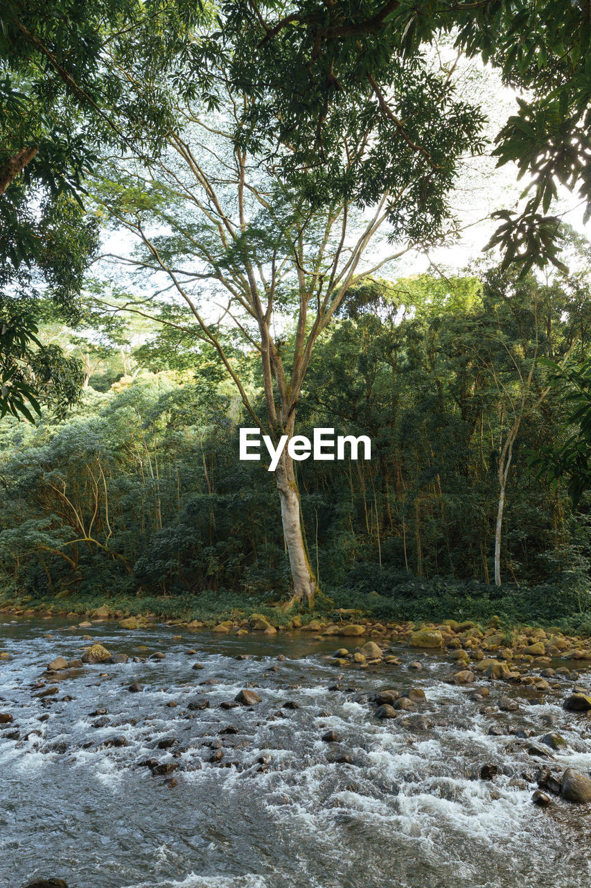 Trees on waters edge in jungle.