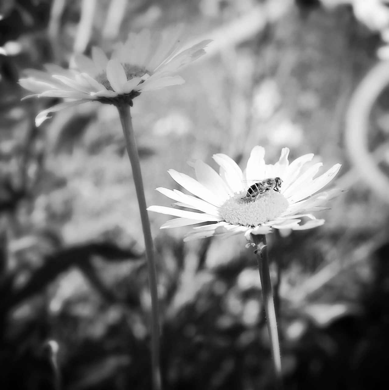 Close-up of honey bee on daisy