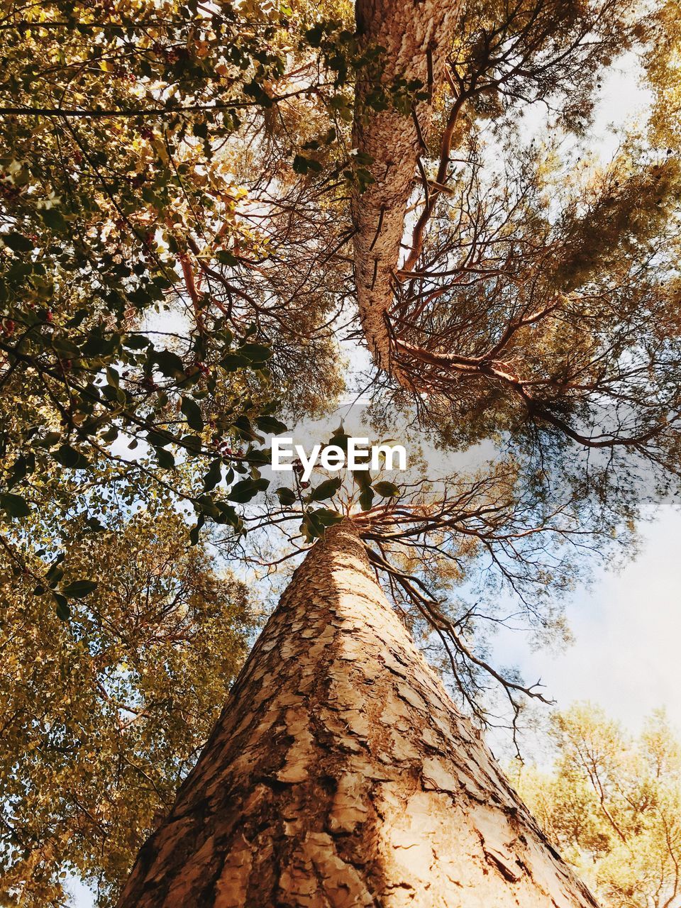 LOW ANGLE VIEW OF TREE IN FOREST