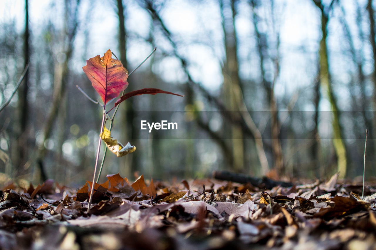 Close-up of fallen leaves 