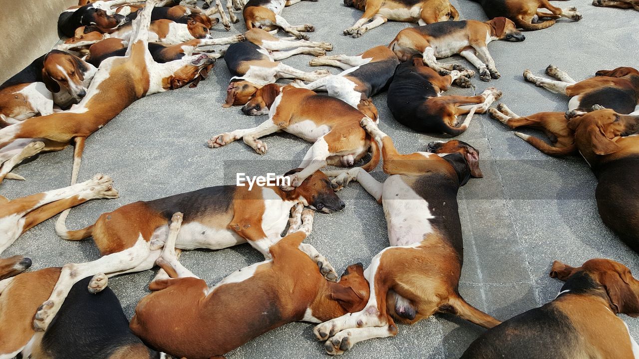 High angle view of dogs sleeping on footpath